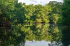 Trinidad-Caroni Swamp. Landscape with swamp and mangrove trees. Art Print
